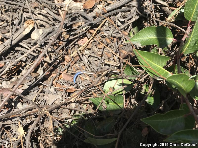 Western Skink (Plestiodon skiltonianus skiltonianus)