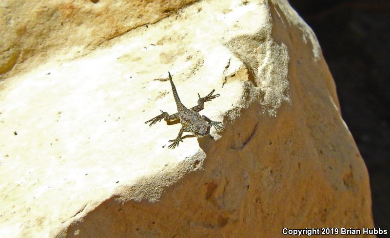 Ornate Tree Lizard (Urosaurus ornatus)