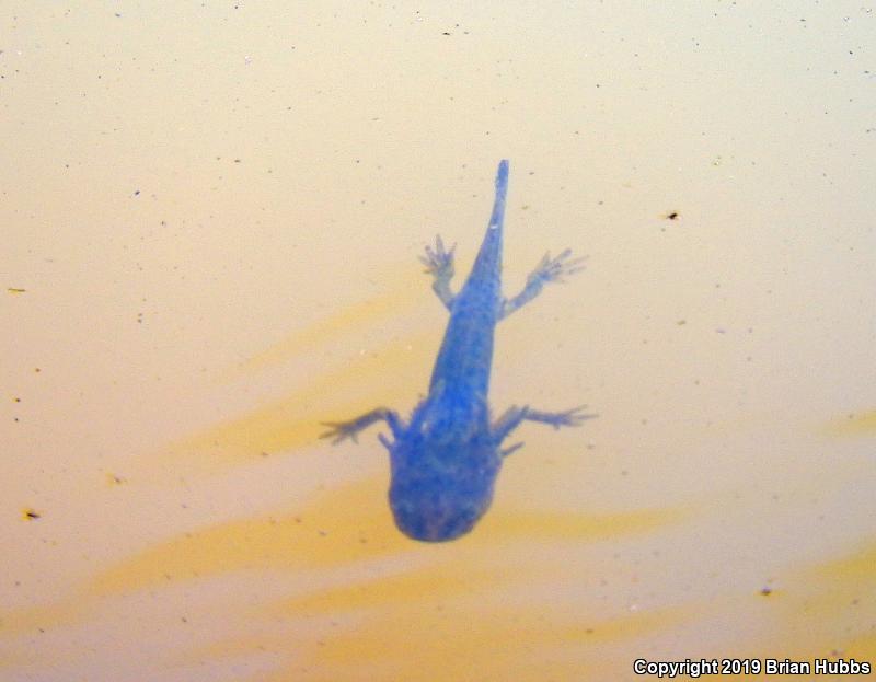 Arizona Tiger Salamander (Ambystoma mavortium nebulosum)