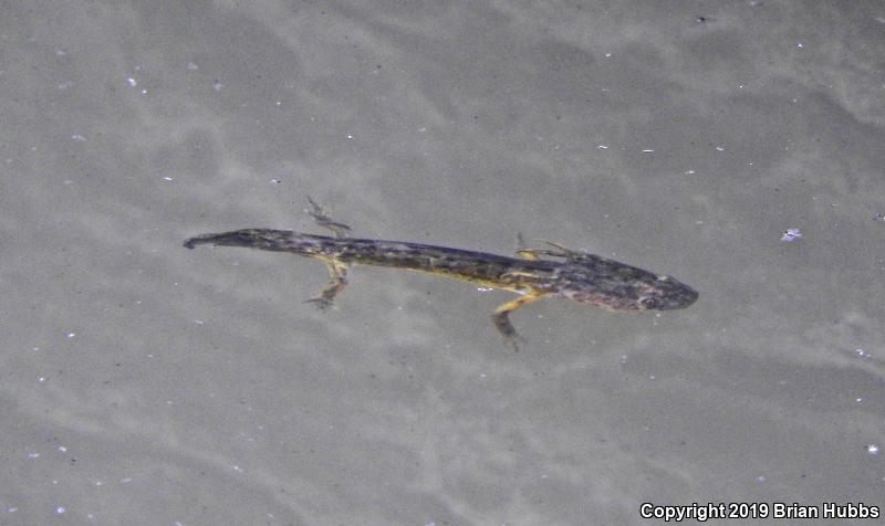 Arizona Tiger Salamander (Ambystoma mavortium nebulosum)