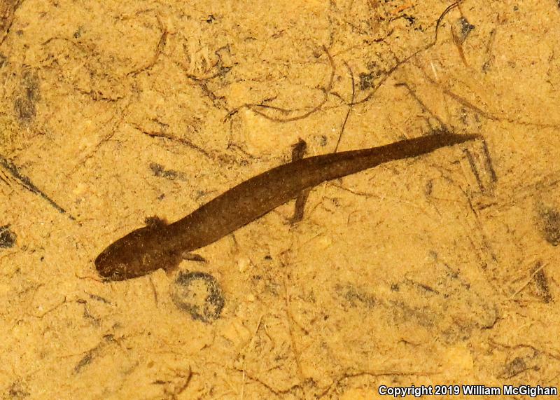 Northern Spring Salamander (Gyrinophilus porphyriticus porphyriticus)