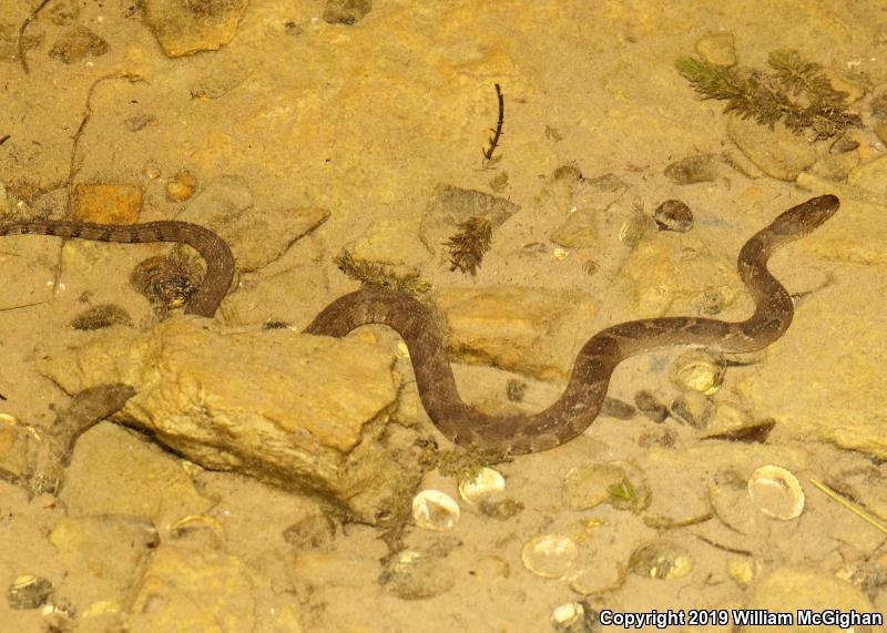 Northern Watersnake (Nerodia sipedon sipedon)