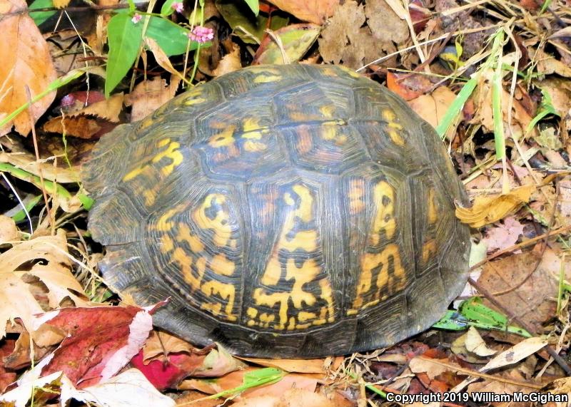 Eastern Box Turtle (Terrapene carolina carolina)