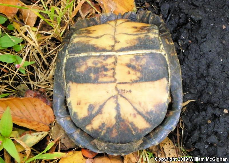 Eastern Box Turtle (Terrapene carolina carolina)