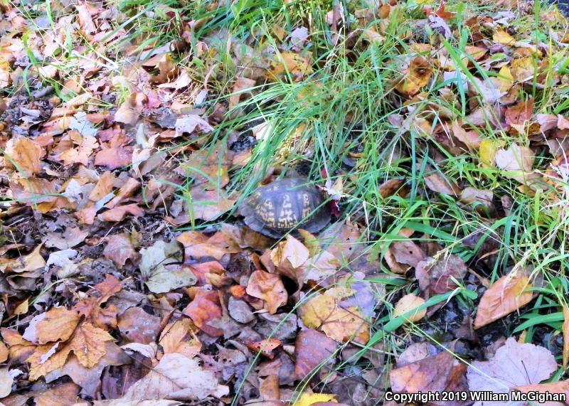 Eastern Box Turtle (Terrapene carolina carolina)