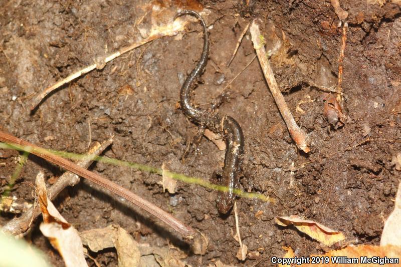 Allegheny Mountain Dusky Salamander (Desmognathus ochrophaeus)