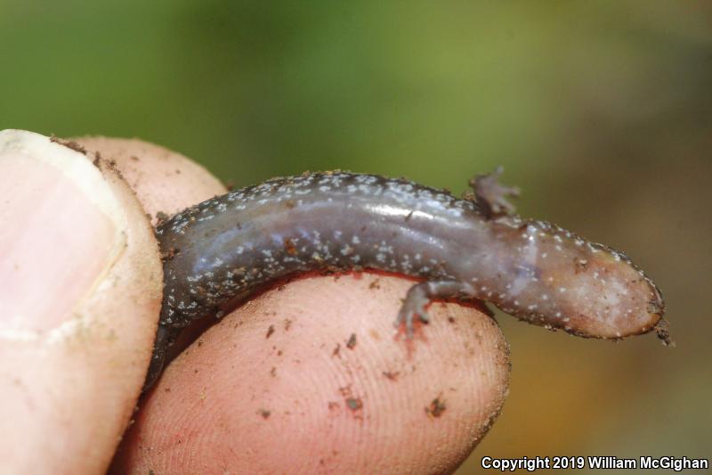 Allegheny Mountain Dusky Salamander (Desmognathus ochrophaeus)