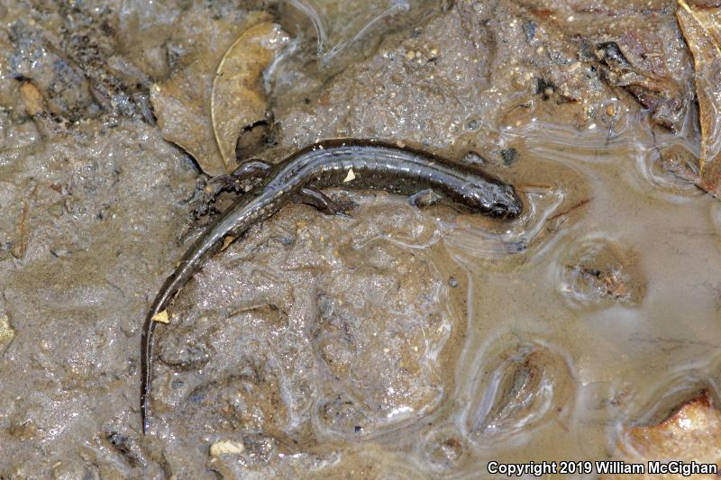 Northern Dusky Salamander (Desmognathus fuscus)