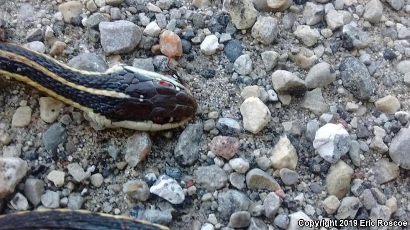 Northern Ribbonsnake (Thamnophis sauritus septentrionalis)