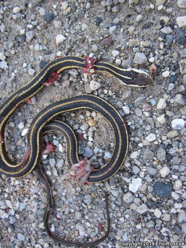 Northern Ribbonsnake (Thamnophis sauritus septentrionalis)