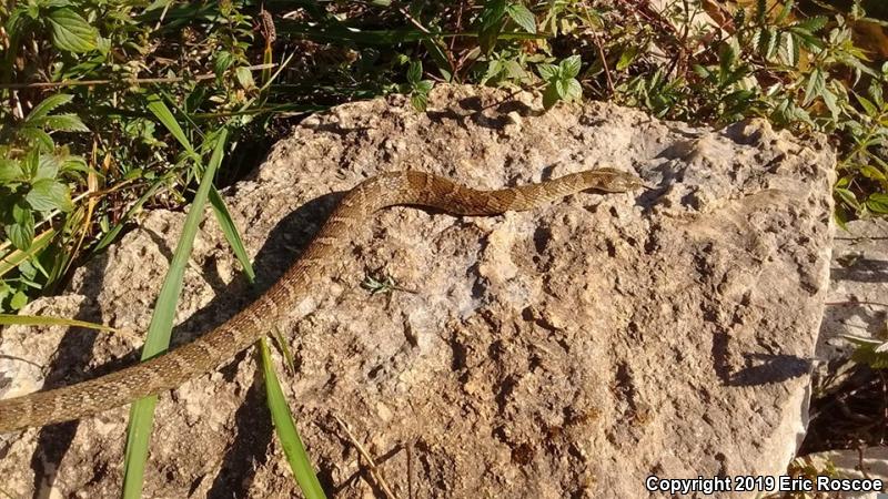 Northern Watersnake (Nerodia sipedon sipedon)