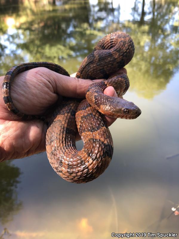 Midland Watersnake (Nerodia sipedon pleuralis)