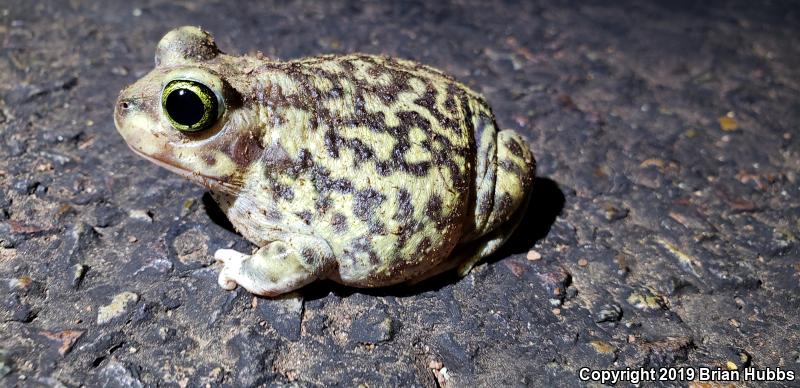 Couch's Spadefoot (Scaphiopus couchii)