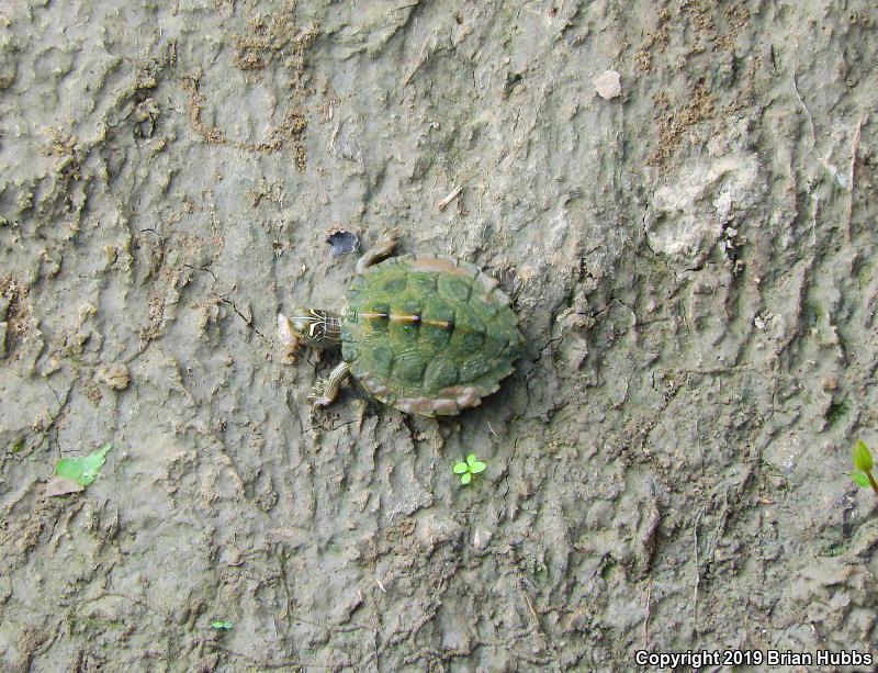 False Map Turtle (Graptemys pseudogeographica pseudogeographica)