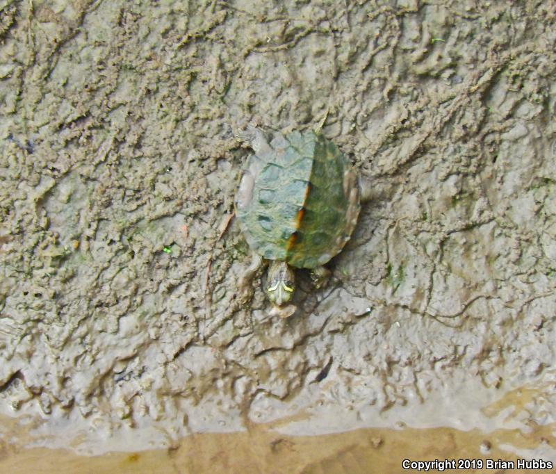 False Map Turtle (Graptemys pseudogeographica pseudogeographica)