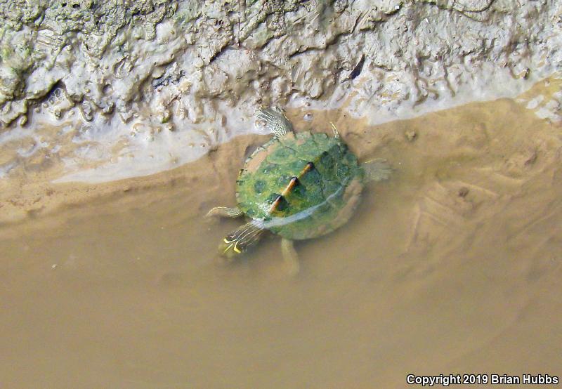 False Map Turtle (Graptemys pseudogeographica pseudogeographica)