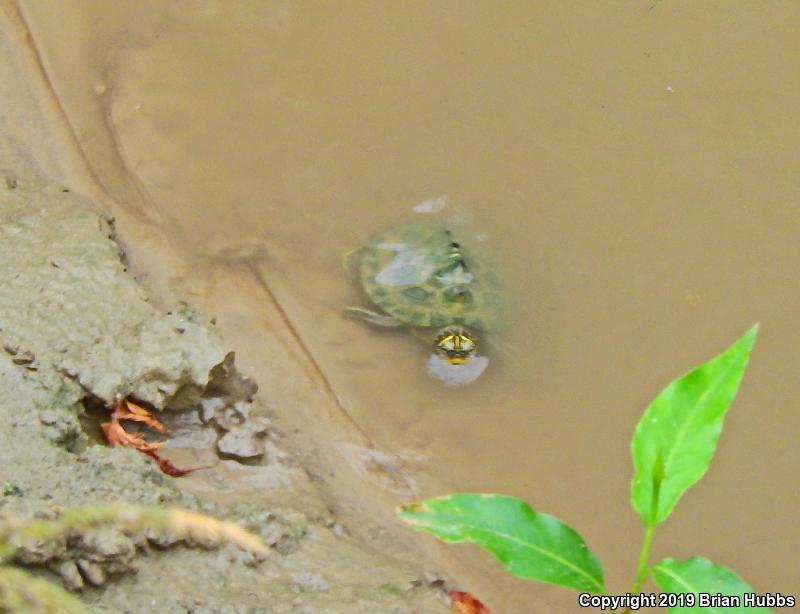 False Map Turtle (Graptemys pseudogeographica pseudogeographica)