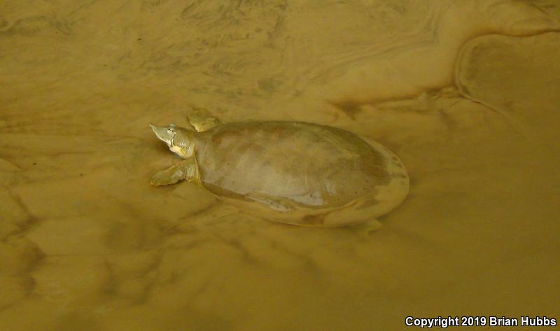 Midland Smooth Softshell (Apalone mutica mutica)