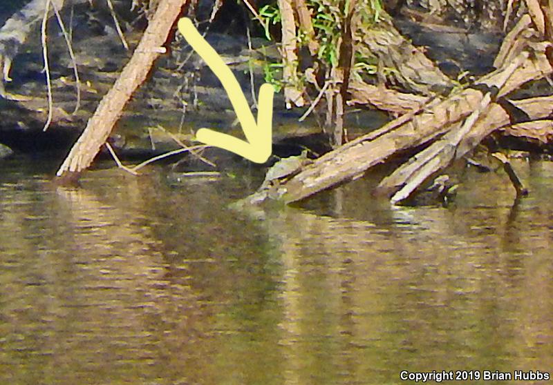 False Map Turtle (Graptemys pseudogeographica pseudogeographica)