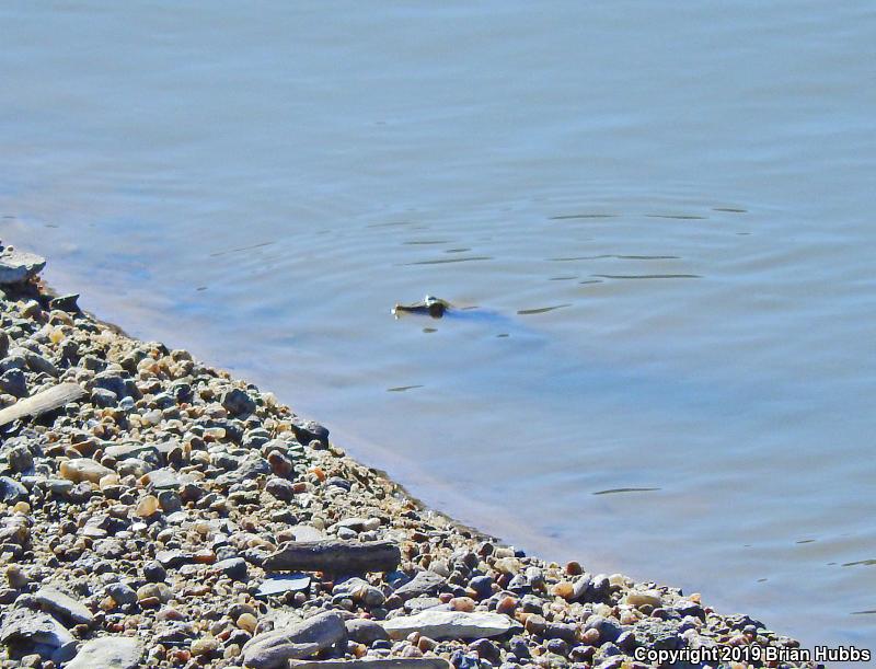 Midland Smooth Softshell (Apalone mutica mutica)