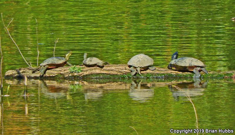 Western Painted Turtle (Chrysemys picta bellii)