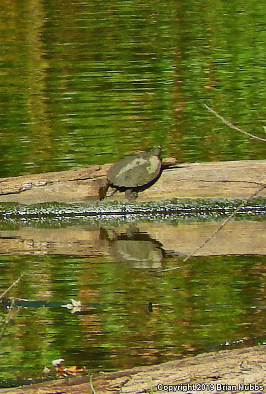 False Map Turtle (Graptemys pseudogeographica pseudogeographica)