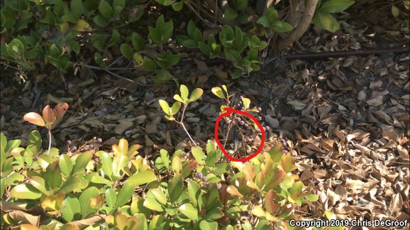 Sonoran Spotted Whiptail (Aspidoscelis sonorae)