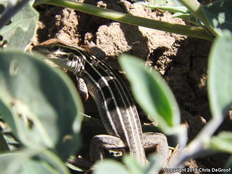 Sonoran Spotted Whiptail (Aspidoscelis sonorae)