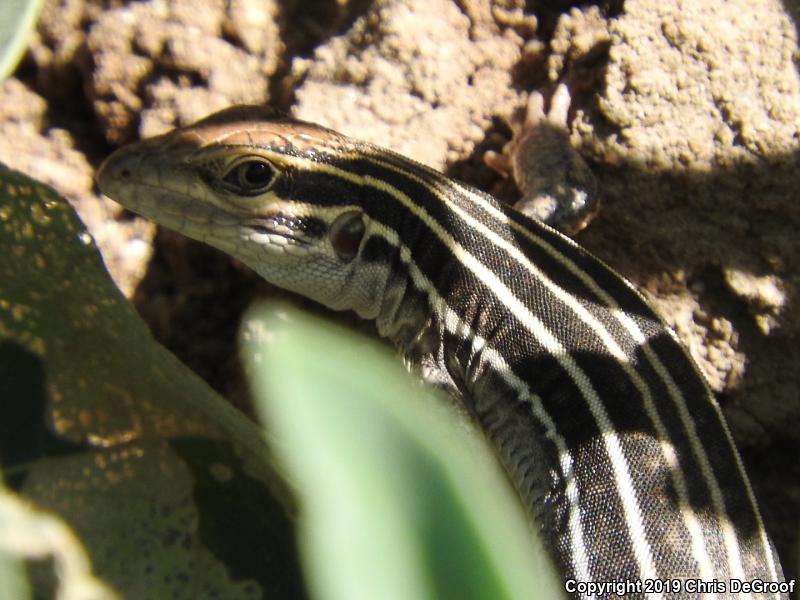 Sonoran Spotted Whiptail (Aspidoscelis sonorae)