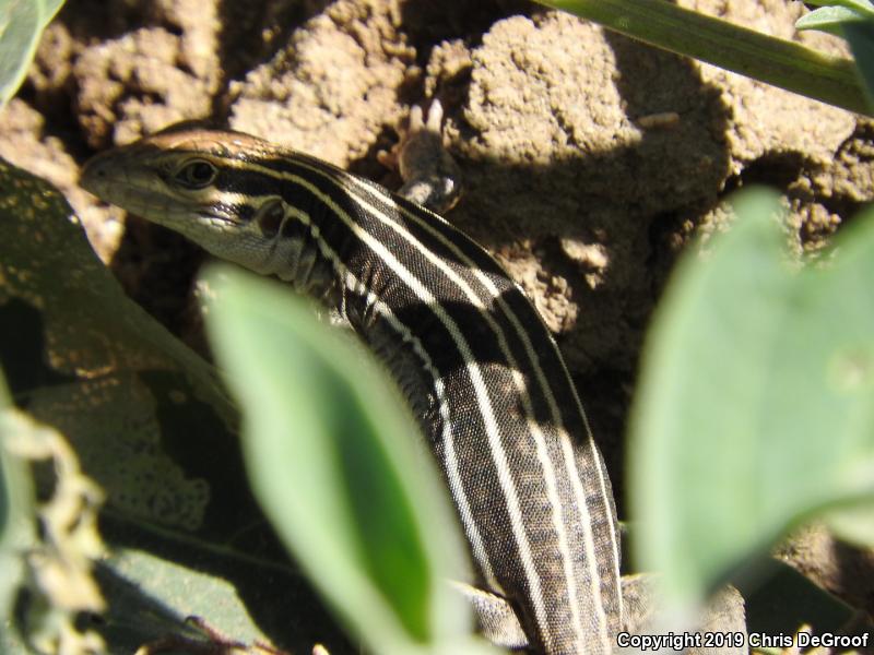 Sonoran Spotted Whiptail (Aspidoscelis sonorae)