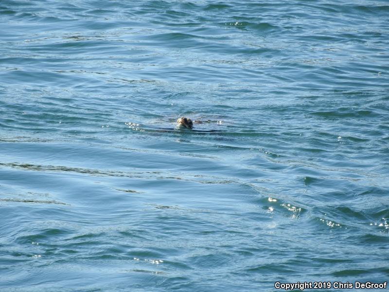 Green Sea Turtle (Chelonia mydas)