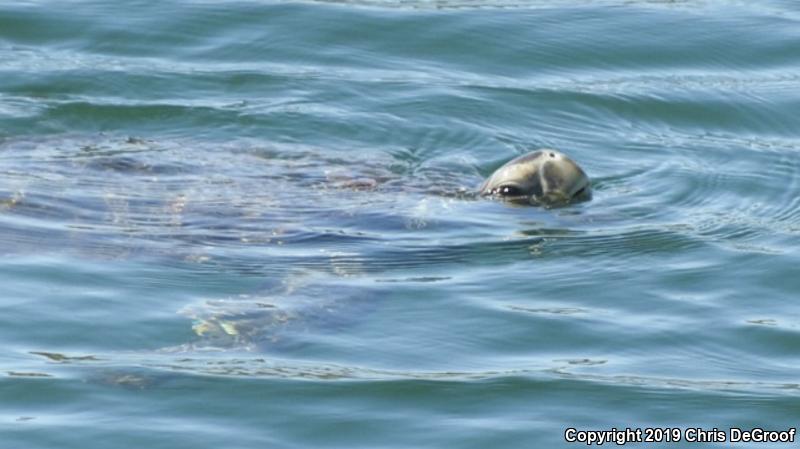 Green Sea Turtle (Chelonia mydas)