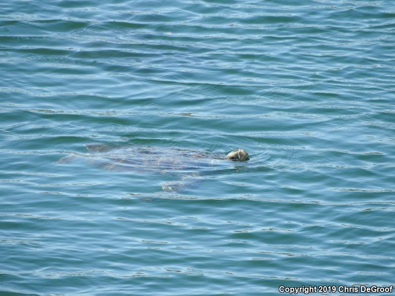 Green Sea Turtle (Chelonia mydas)