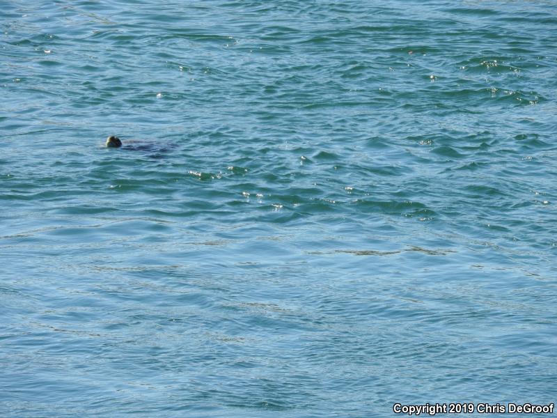 Green Sea Turtle (Chelonia mydas)