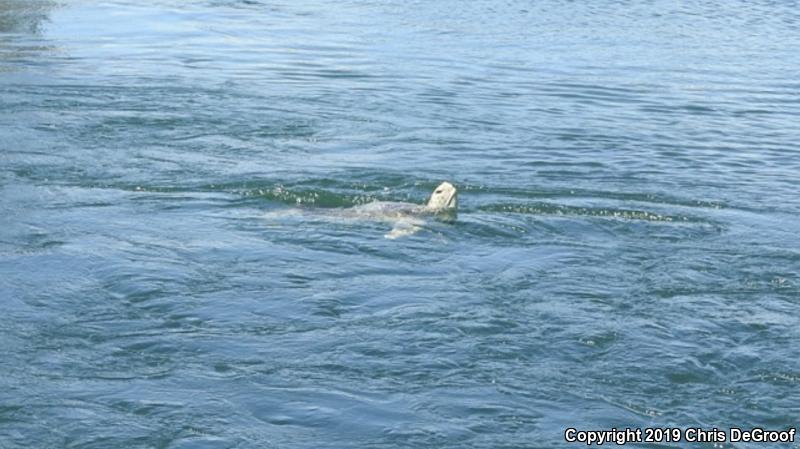 Green Sea Turtle (Chelonia mydas)