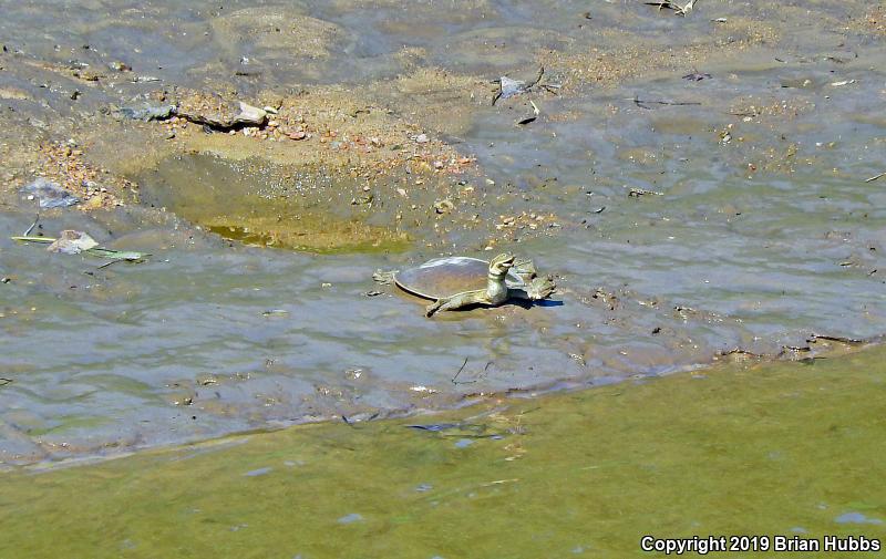 Midland Smooth Softshell (Apalone mutica mutica)