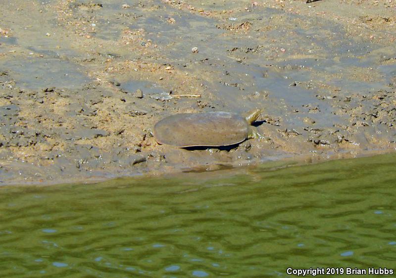 Midland Smooth Softshell (Apalone mutica mutica)