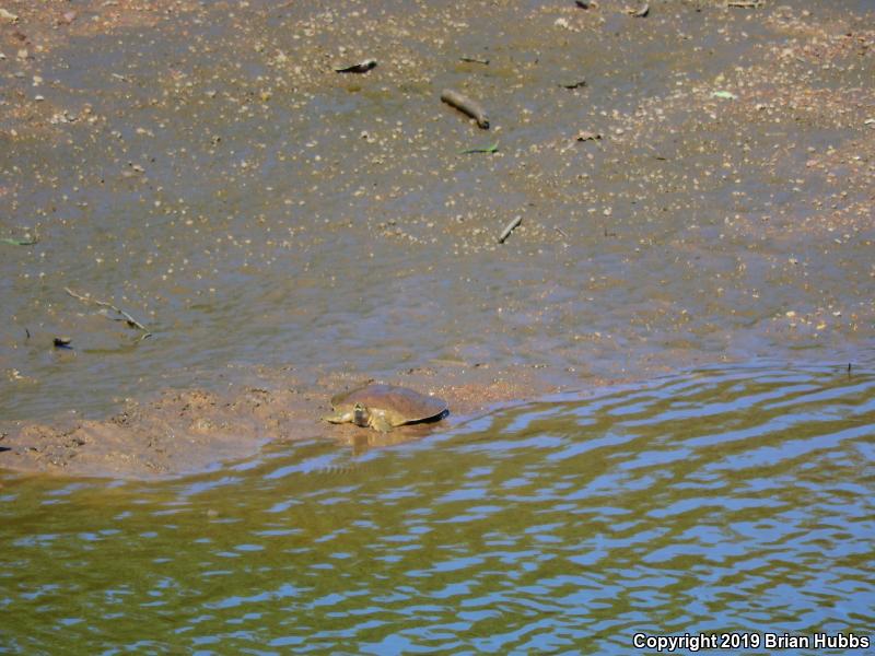 Midland Smooth Softshell (Apalone mutica mutica)