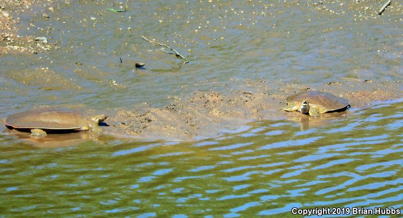 Midland Smooth Softshell (Apalone mutica mutica)