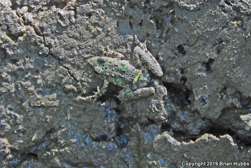 Eastern Cricket Frog (Acris crepitans crepitans)