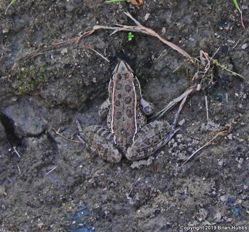 Plains Leopard Frog (Lithobates blairi)