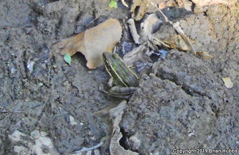 Plains Leopard Frog (Lithobates blairi)