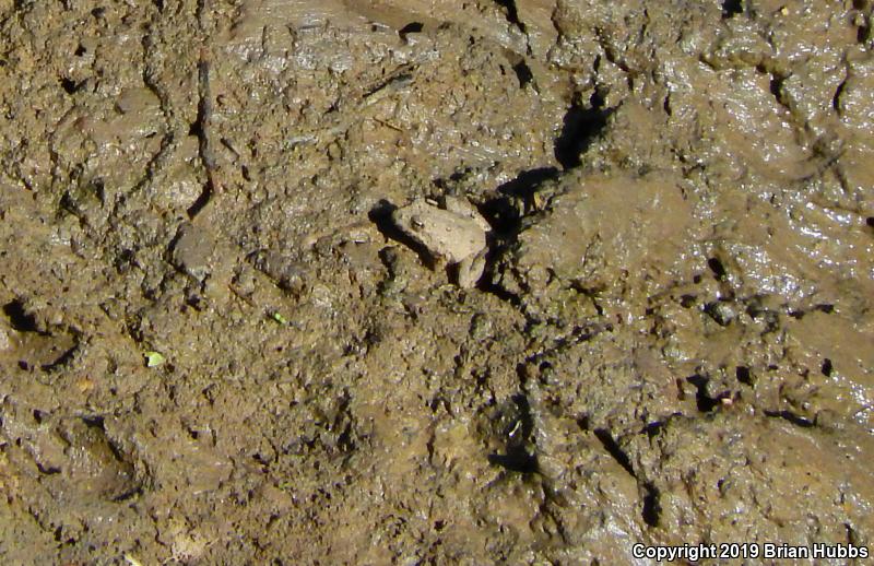 Eastern Cricket Frog (Acris crepitans crepitans)