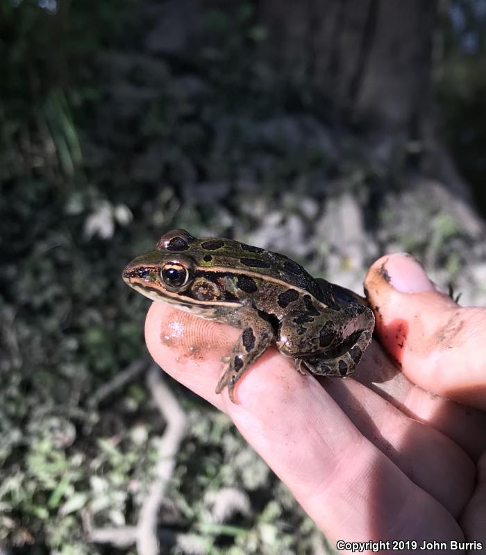 Northern Leopard Frog (Lithobates pipiens)