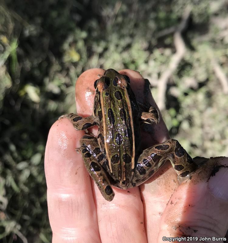 Northern Leopard Frog (Lithobates pipiens)