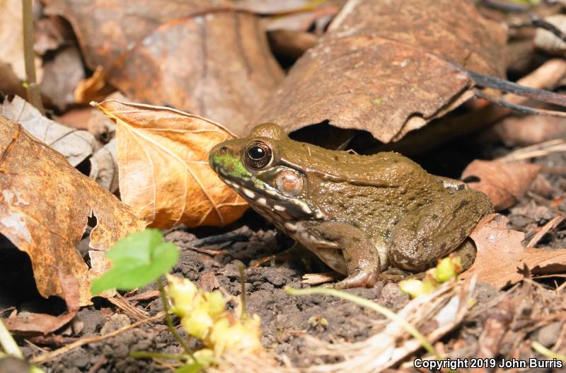 Northern Green Frog (Lithobates clamitans melanota)