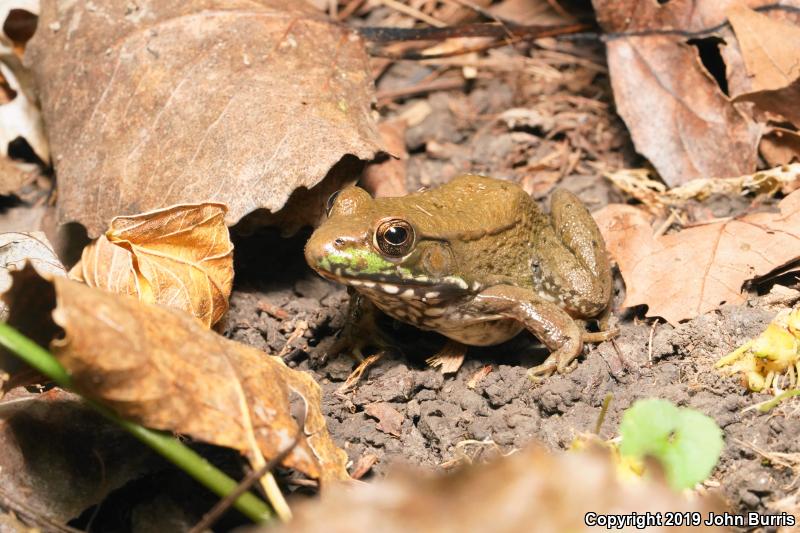 Northern Green Frog (Lithobates clamitans melanota)