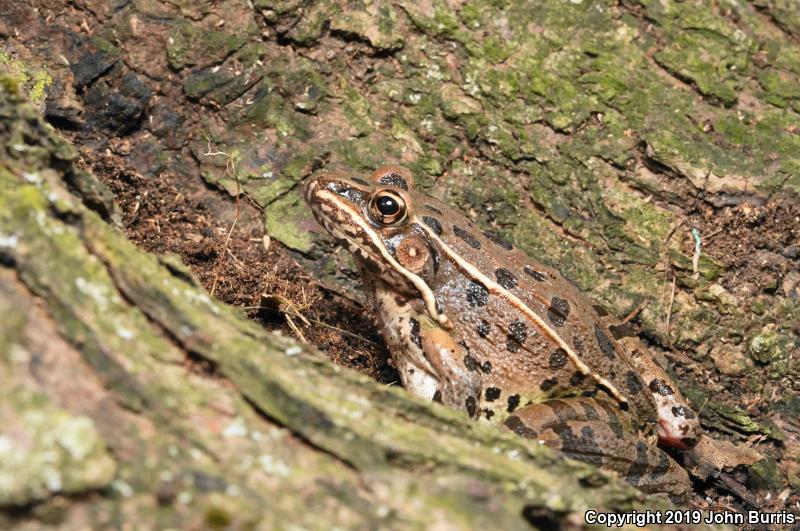 Plains Leopard Frog (Lithobates blairi)