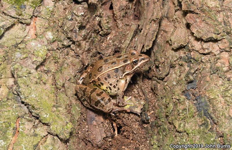 Plains Leopard Frog (Lithobates blairi)