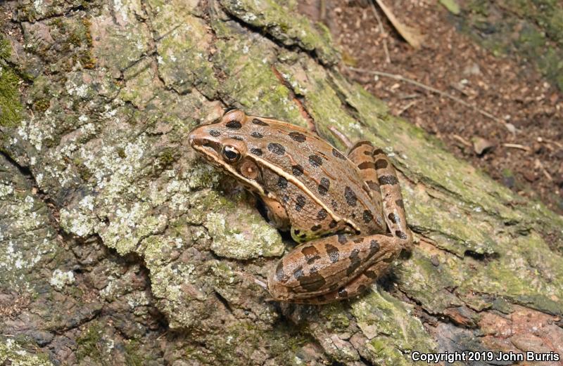 Plains Leopard Frog (Lithobates blairi)